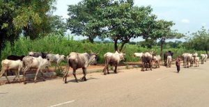 open-grazing